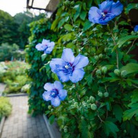 Hibiscus syriacus Oiseau Bleu