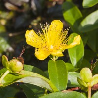 Hypericum calycinum 