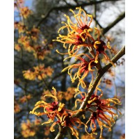 Hamamelis mollis 