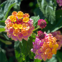 Lantana camara 