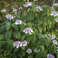 Hydrangea sargentiana 