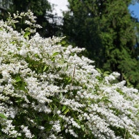 Ligustrum sinense 