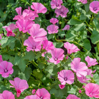 Lavatera olbia Rosea