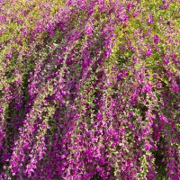 Lespedeza thunbergii 