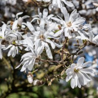 Magnolia stellata 