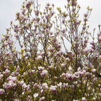 Magnolia x soulangeana 