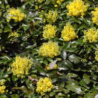 Mahonia aquifolium 