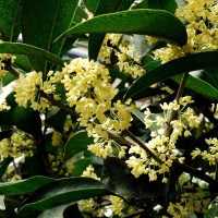 Osmanthus x burkwoodii 