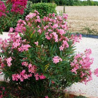 Nerium oleander 