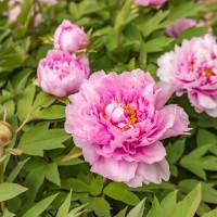 Paeonia suffruticosa 