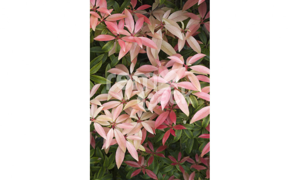 Pieri Forest Flame