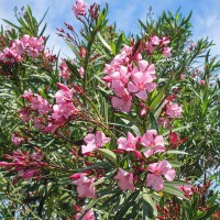 Nerium oleander 