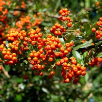 Pyracantha Orange Glow