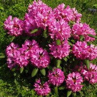 Rhododendron Tin Heinje