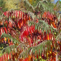 Rhus typhina Dissecta