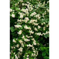 Philadelphus Belle Etoile