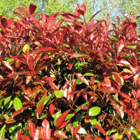 Photinia x fraseri Red Robin