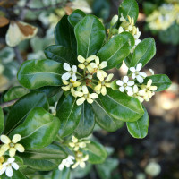 Pittosporum tobira 