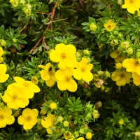 Potentilla fruticosa Tangerine