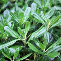 Pittosporum tobira 