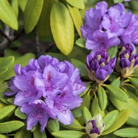 Rhododendron Impeditum