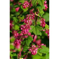 Ribes sanguineum 