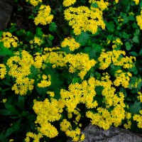 Senecio greyi 