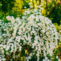 Spiraea x vanhouttei 