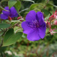 Tibouchina urvilleana 