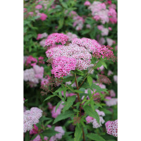 Spiraea japonica 