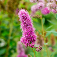 Spiraea x billardii 