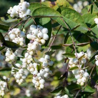 Symphoricarpos Albus 