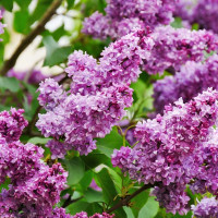 Syringa vulgaris 