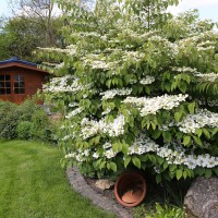 Viburnum plicatum 