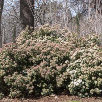 Viburnum tinus 