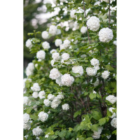 Viburnum opulus Roseum