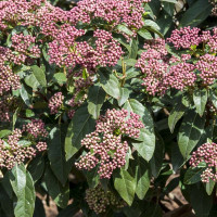 Viburnum tinus 