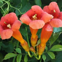 Bignonia capreolata 