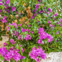 Bougainvillea glabra 