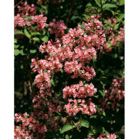 Weigela 