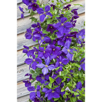 Clematis Jackmanii