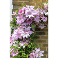 Clematis Nelly Moser