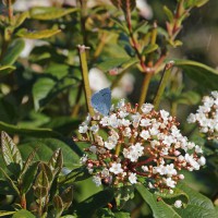 Viburnum tinus 