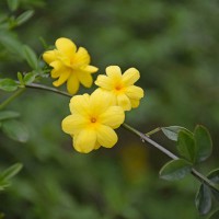 Jasminum primulinum 