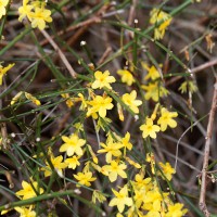 Jasminum nudiflorum 