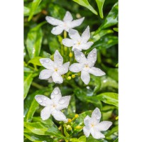 Jasminum officinale 