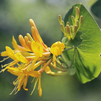 Lonicera tellmanniana 