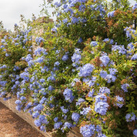 Plumbago auriculata 