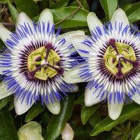 Passiflora caerulea 