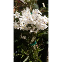 Solanum jasminoides 